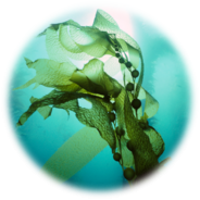濟州深海海藻